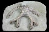 Onychocrinus Crinoid Fossil - Indiana #66041-1